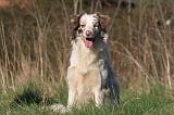 BORDER COLLIE 1450